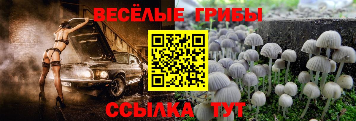Краснотурьинск  Псилоцибиновые грибы прущие грибы  как найти наркотики  Вход с VPN  Галлюциногенные грибы Psilocybe 